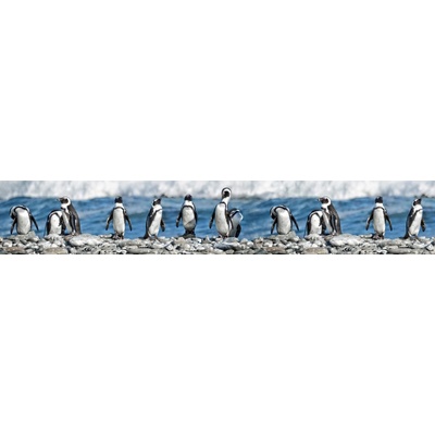 Dimex KI350-112 Fototapeta za linku Penguins rozměry 350 x 60 cm