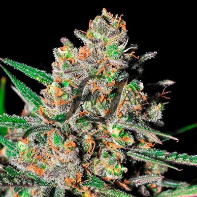 Samsara Green Love Potion semienka neobsahujú THC 10 ks