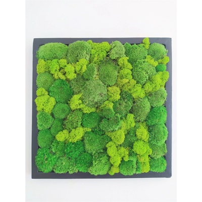 Machový obraz z kopčekového machu 60cm x 60cm