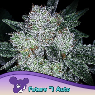 Anesia Seeds AUTO Future #1 semena neobsahují THC 5 ks