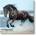 TopMebel " Black Horse" TopMebel картина на платно с дигитален печат 60x60x3cm