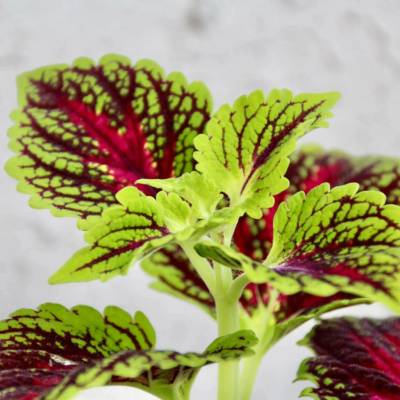 Coleus Africká kopřiva Aligator Alley