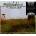 CARR, IAN - BELLADONNA CD
