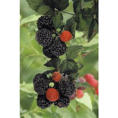 Malina letná čierna BIO 'Black Jewel' FloraSelf Bio kvetináč 2 l