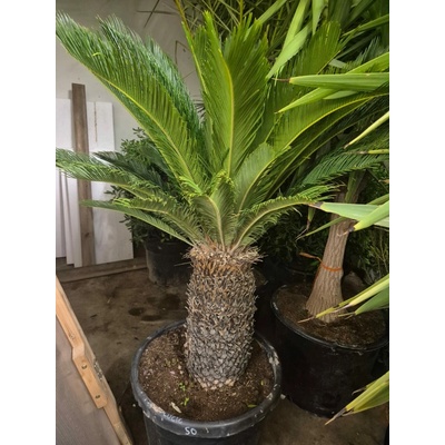 Cycas revoluta