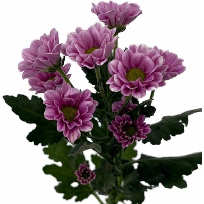 Chryzantéma SAN FABIANI PINK 1400 g (56g / 1ks)