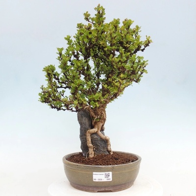 e-bonsai Venkovní bonsai - Berberis coreana - Dřištál korejský