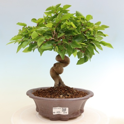 e-bonsai Venkovní bonsai -Carpinus coreana - Habr korejský