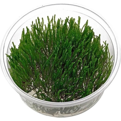 Taxiphyllum sp. Songrow Peacock moss