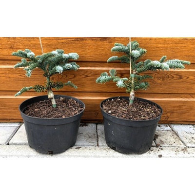 Jedľa vznešená (Abies procera ´Glauca´) veľkosť 20-30cm