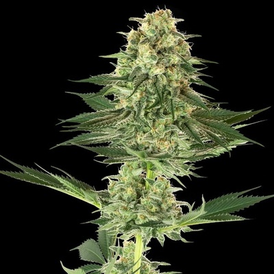 White Label Banana Kush semienka neobsahujú THC 10 ks