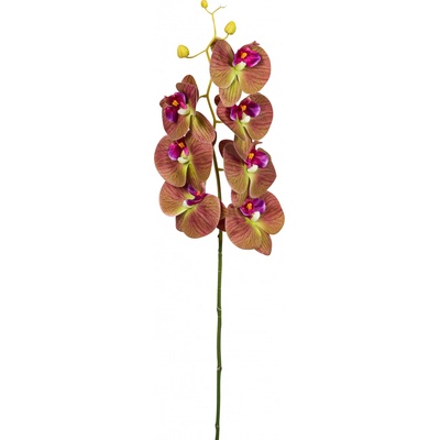 Orchidej (phalaenopsis) (x10), fialový v90 cm (FB206640558)