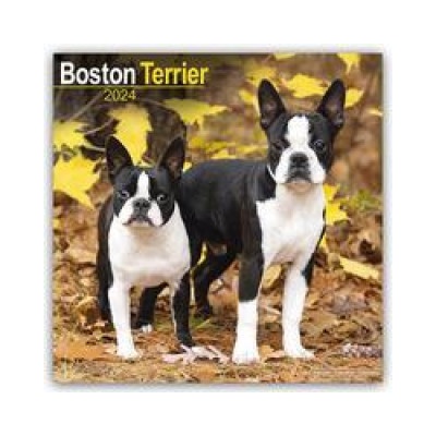 Boston Terrier Square Dog Breed Wall 16 Month 2024