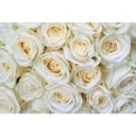 DIMEX ART Флизелинов фототапет бели рози 375 x 250 см