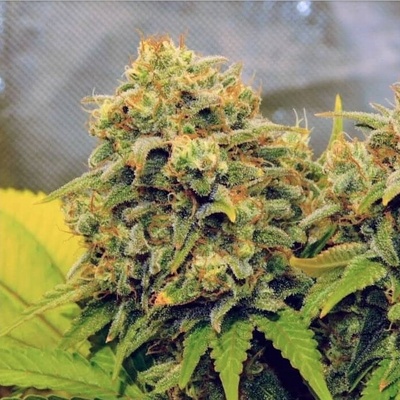 B-S-B Genetics Rainbow Glue semienka neobsahujú THC 1 ks