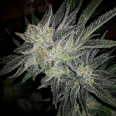Expert Seeds Gorilla x White Widow semena neobsahují THC 3 ks