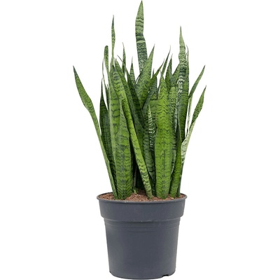 Sansevieria zeylanica tuft pots 34x100 cm