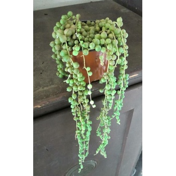 Senecio rowleyanus