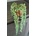 Senecio rowleyanus