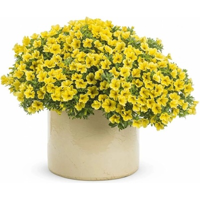 Minipetúnia Million Bells Unique Golden Yellow