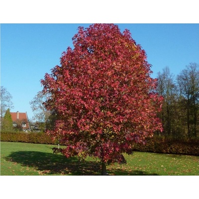 Ambrovník styraxový, výška 70-100 cm, kvetináč 9 l