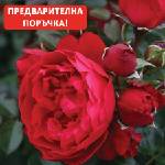  Роза Florentina® - Kordes®
