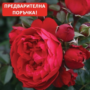  Роза Florentina® - Kordes®