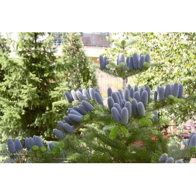 JEDLE, CO MÁ MODRÉ ŠIŠKY / 10 SEMEN / - Abies Koreana