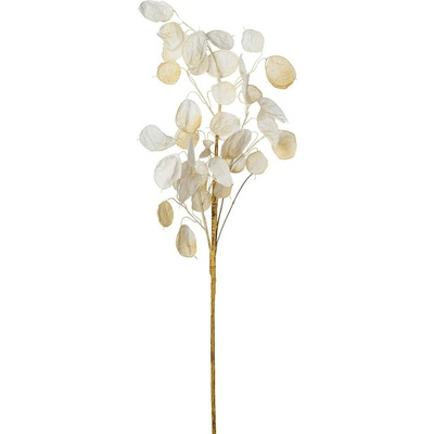 KONÁR LUNARIA BIELA 77CM
