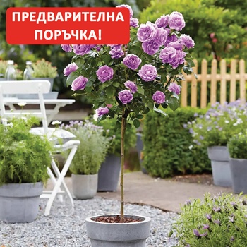 Viva Roses® Щамбова Роза Minerva® - ViVa Roses (Минерва)