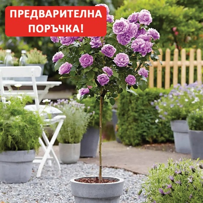 Viva Roses® Щамбова Роза Minerva® - ViVa Roses (Минерва)