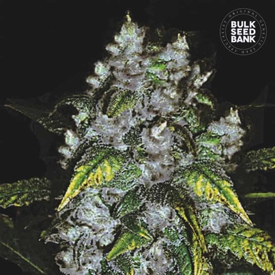 Bulk Seed Bank Good Wild Shark semena neobsahují THC 10 ks