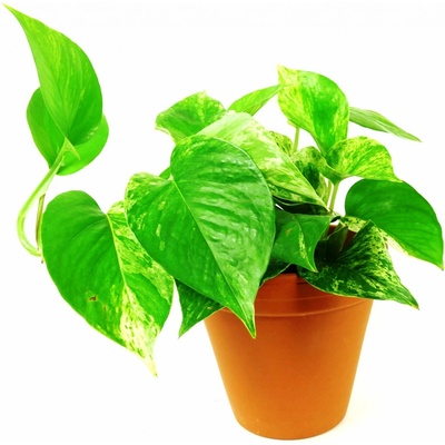 Gardners Epipremnum Marble Queen, průměr 12 cm Šplhavník, Šplhavnice
