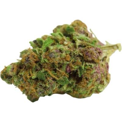 Growers Choice Red Banana Berry Double XL AUTO semena neobsahují THC 5 ks