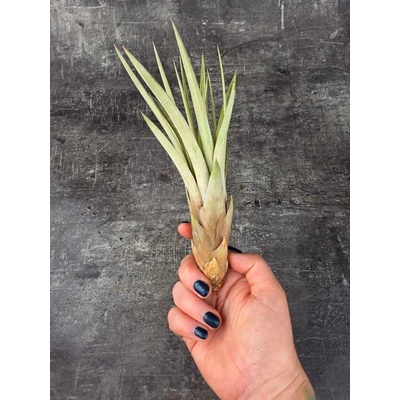 Tillandsia XXL (Tilandsie)