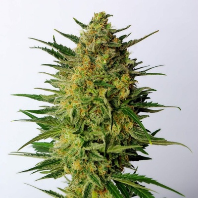 Kannabia Seeds Super AK semienka neobsahujú THC 10 ks
