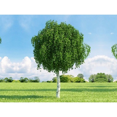 Breza previsnutá MAGICAL GLOBE na 190-210cm kmeni, v. 250-300 cm, obv. kmeňa 10-12cm, C20l