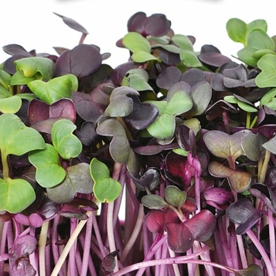 Gusta Garden Microgreens Red Radish (Červené reďkovky) 4 ks