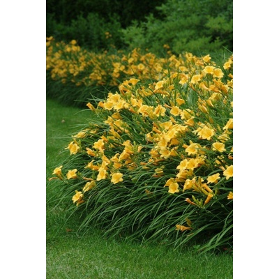 Denivka - mix druhů Hemerocallis