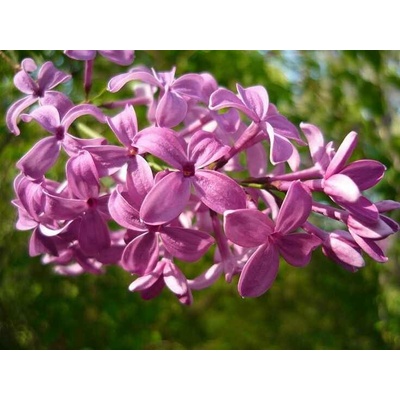 GREENBOSS FLOWER Šeřík čínský "Saugeana" 2l