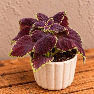 Coleus Africká žihľava Abbey road baby