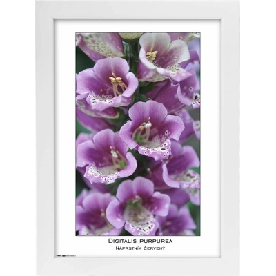 TRADAG Natura 21 x 29,7 - A4 bílý – Sleviste.cz