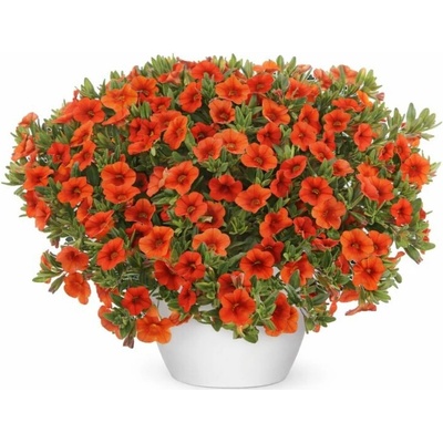 Minipetúnia Million Bells Colibri Orange