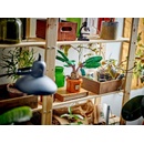 Image 1 of LEGO® Harry Potter™ - Mandrake (76433)