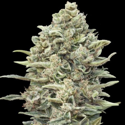Advanced Seeds Gelato #33 Fast semienka neobsahujú THC 1 ks