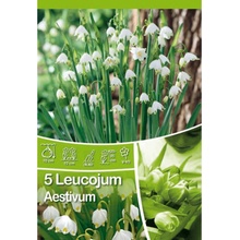 Bledule letní Leucojum Aestivum