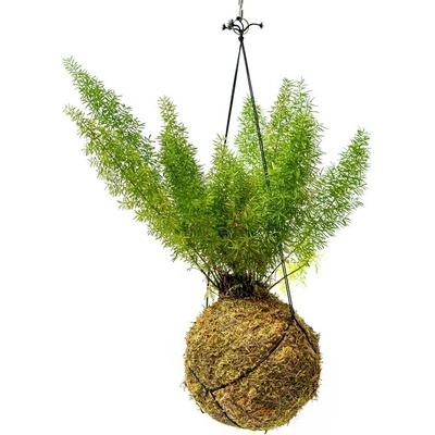 Gardners Kokedama Asparagus densiflorus Meyers (L) Asparágus 1 ks