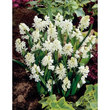 Puškinie 'Libanotica Alba' 10 ks