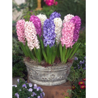 Tulipány z Holandska MIX - BAREVNÉ HYACINTY Množství cibulek v jednom balení: 5 ks
