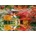 Bluebird Puzzle - Puzzle Temple Daigo-ji en Automne, Kyoto - 500 piese